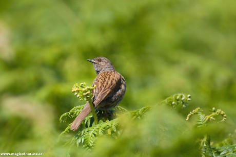 Pěvuška modrá - Foto Jana Ježková 0725