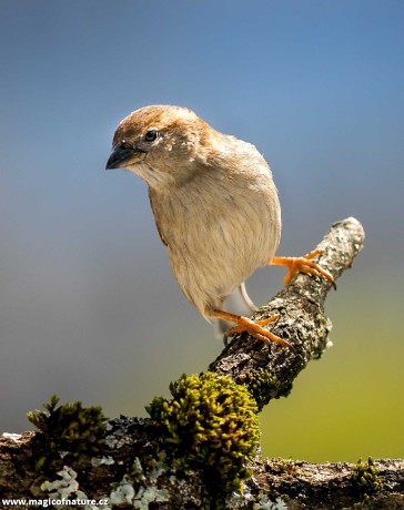 Na zahrádce - Foto Ladislav Hanousek 0426
