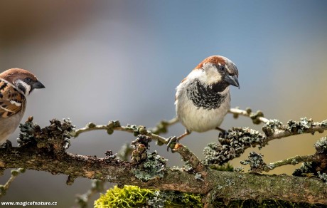 Vrabci ze zahrádky - Foto Ladislav Hanousek 0426 (1)