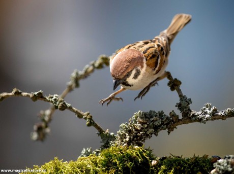 Vrabci ze zahrádky - Foto Ladislav Hanousek 0426 (2)