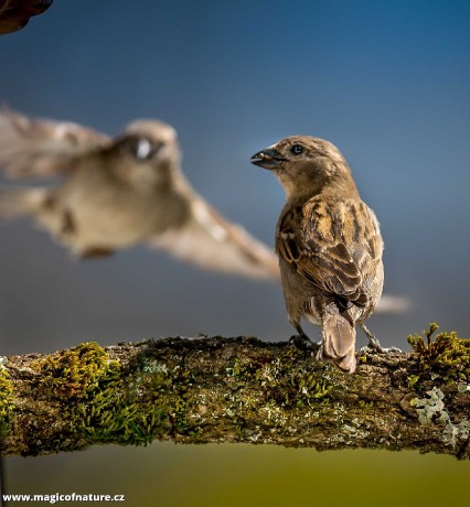Vrabci ze zahrádky - Foto Ladislav Hanousek 0426