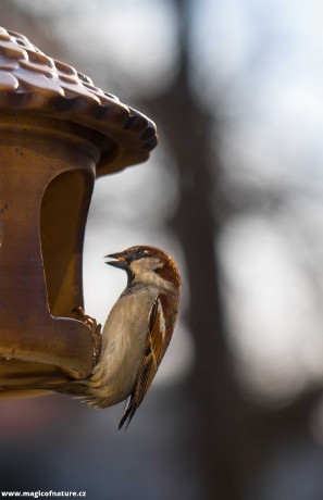 Vrabec na krmítku - Foto Ladislav Hanousek 0426