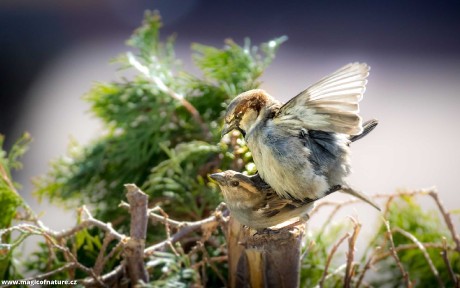 Všechny podoby jara - Foto Ladislav Hanousek 0426