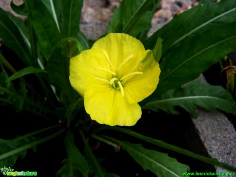 Pupalka - Oenothera - v noci kvetoucí - Foto Andrea Horová (2)