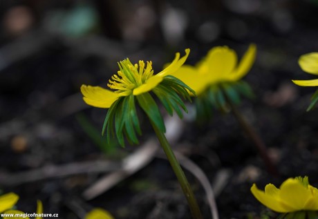 Jarní zahrádka - Foto Jaroslava Jechová 0326 (5)