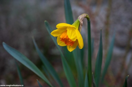 Jarní zahrádka - Foto Jaroslava Jechová 0326 (7)