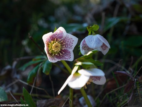 Jarní zahrádka - Foto Jaroslava Jechová 0326 (9)