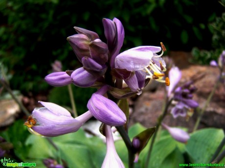 Bohyška - Hosta - Foto Andrea Horová (1)