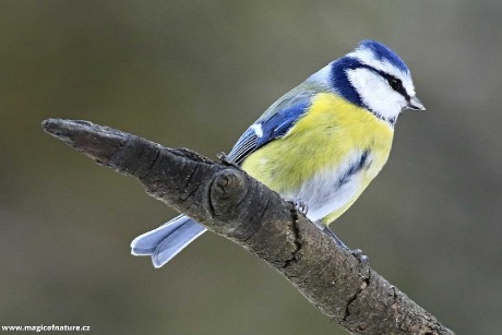 Modřinka - Foto Pavel Balazka 0126