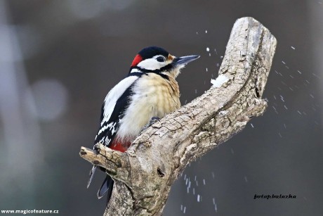 Strakapoud - Foto Pavel Balazka 0126 (1)