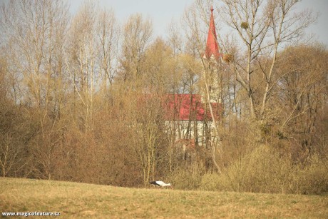 První letošní čáp u Stříteže nad Bečvou - Foto Ladislav Jonák 0326 (1)