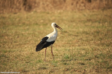 První letošní čáp u Stříteže nad Bečvou - Foto Ladislav Jonák 0326 (2)