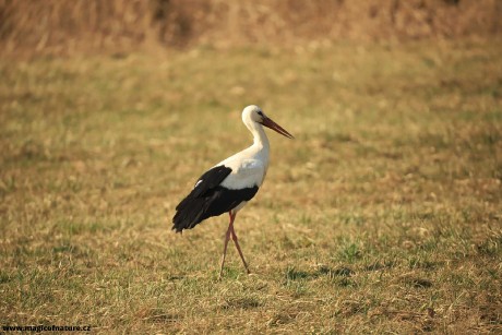 První letošní čáp u Stříteže nad Bečvou - Foto Ladislav Jonák 0326 (3)