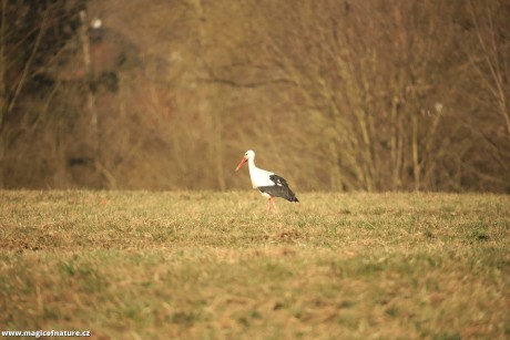 První letošní čáp u Stříteže nad Bečvou - Foto Ladislav Jonák 0326 (4)