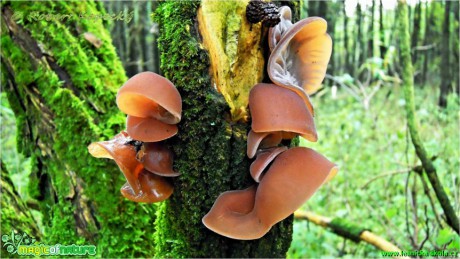 Bolcovitka bezová - Auricularia auricula - judae - Foto Robert Kopeký