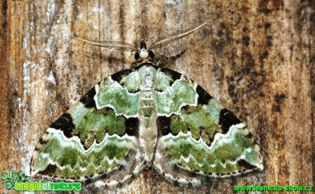 Píďalka zelená - Colostygia pectinataria - Foto G. Ritschel