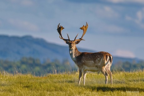 Daněk skvrnitý - Foto Monika Suržinová 0925 (5)