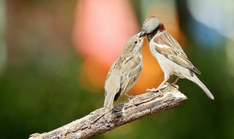 Krmení - Foto Pavel Balazka 0425