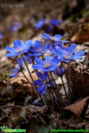 Jaterník trojlaločný (podléška) - Hepatica nobilis - Foto Filip Holič