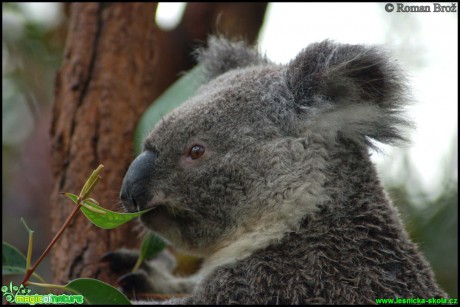 Koala medvídkovitý - Phascolarctos cinereus - Foto Roman Brož (2)