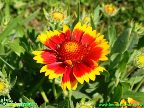 Kokarda osinatá - Gaillardia aristata ´Granada´ - Foto David Hlinka (2)