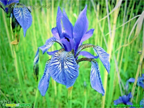 Kosatec sibiřský - Iris sibirica - Foto Robert Kopecký (2)