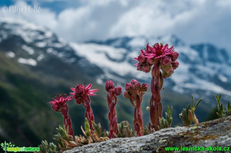 Netřesk pavučinatý - Sempervivum arachnoideum - Foto Filip Holič