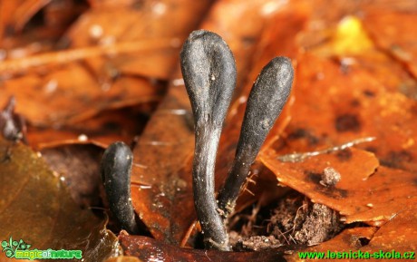 Pazoubek Cookeův - Geoglossum cookeainum - Foto G. Ritschel