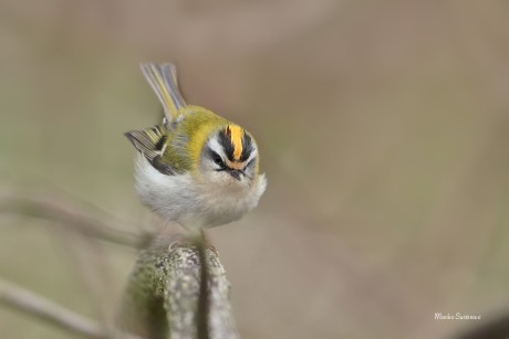 Králíček ohnivý - Foto Monika Suržinová 0325 (2)