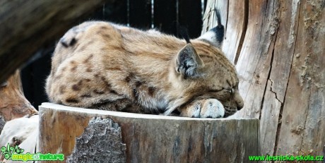 Rys ostrovid - Lynx lynx - Foto - Karel Kříž