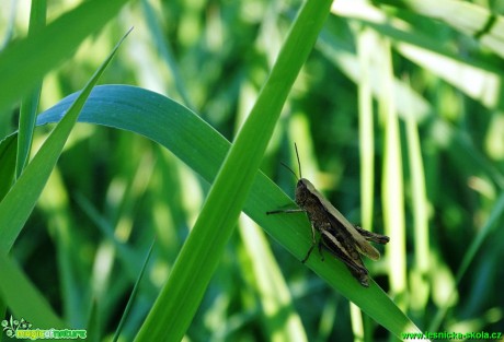 Saranče hnědé - Chorthippus brunneus - Foto Karel Kříž (2)