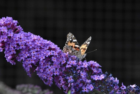 Fotografování motýlů - Foto Marie Vykydalová 0724 (3)