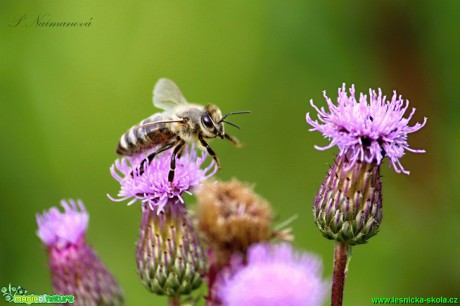 Včela medonosná - Apis mellifica - Foto Petra Naimanová