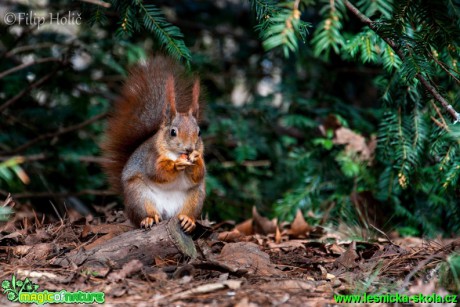 Veverka obecná - Sciurus vulgaris - Foto Filip Holič