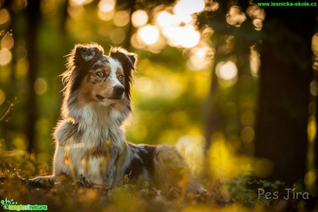 Ze života pejsků - Foto Jiří Křivánek (5)