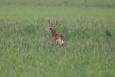 Setkání se srnčí zvěří - Foto Ladislav Jonák 0526 (3)