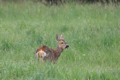 Setkání se srnčí zvěří - Foto Ladislav Jonák 0526 (2)