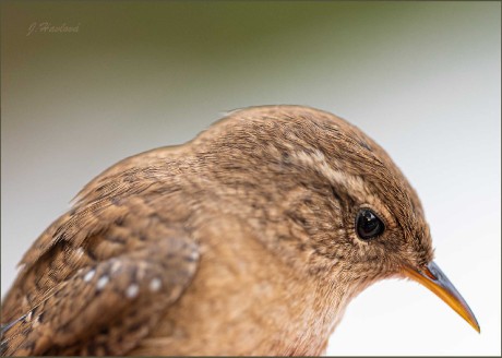 Střízlík - Troglodytes troglodytes - Foto Jitka Havlová 0825