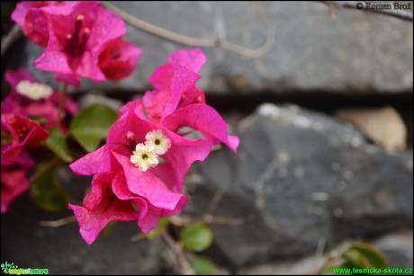 Madeira - Foto Roman Brož (2)