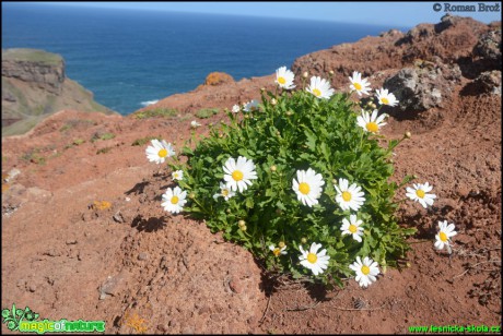 Madeira - Foto Roman Brož (12)