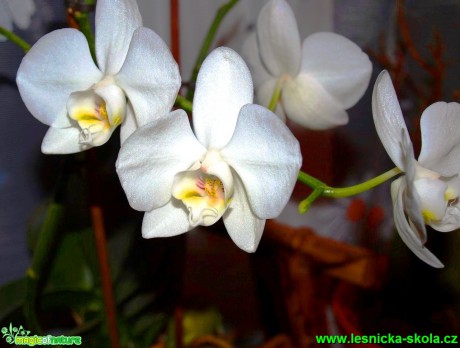 Květy orchidejí (2) - Foto David Hlinka