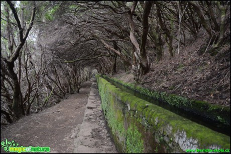 Madeira - Levada cestou na 25 Fontes - Foto Roman Brož (27)