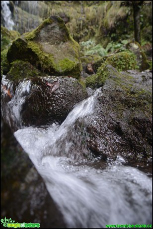 Madeira - vodopád - Foto Roman Brož (13)