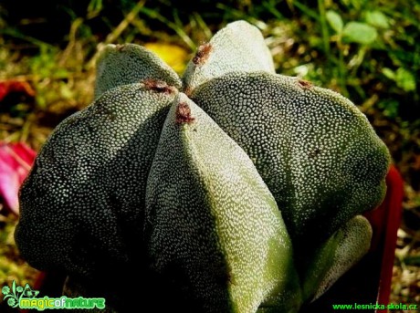 Astrophytum sp. - Foto Pavel Stančík