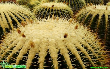 Echinocactus grusonii - Foto Pavel Stančík