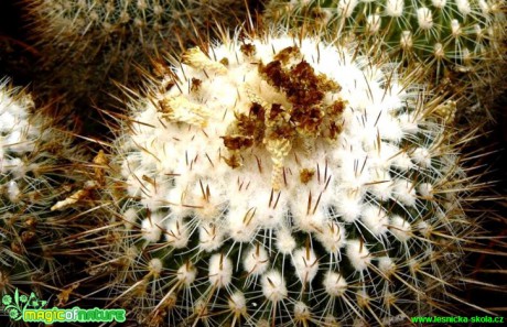 Echinofossulocactus albatus - Foto Pavel Stančík