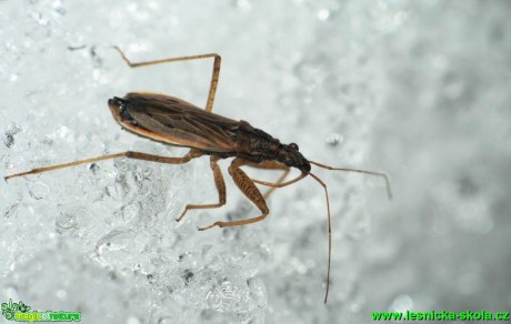 Ploštice - Nabis rugosus 7mm - Foto G. Ritschel