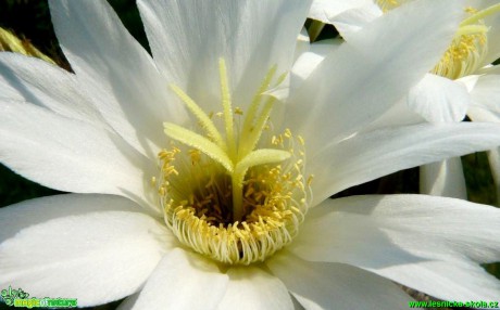 Echinopsis subdenudata - Foto Pavel Stančík