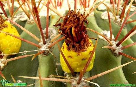 Ferocactus emoryi s plody - Foto Pavel Stančík