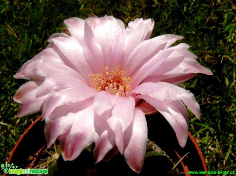 Gymnocalycium denudatum - Foto Pavel Stančík